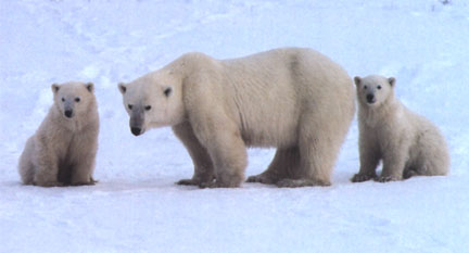 polarbear02